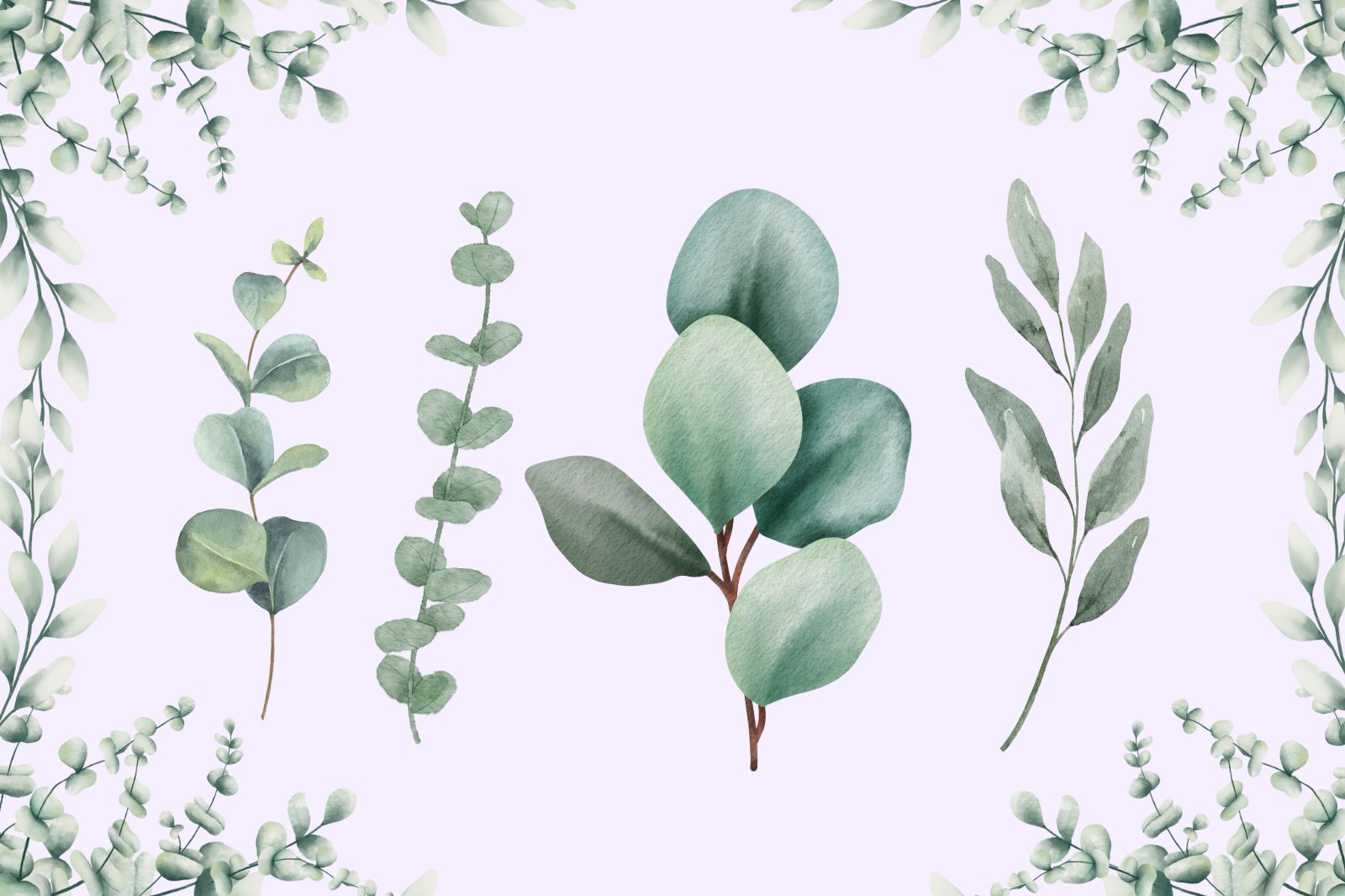 types of eucalyptus